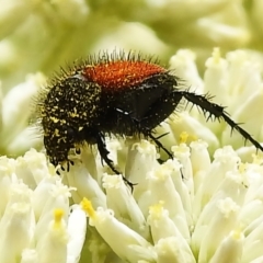 Phyllotocus erythropterus (Nectar scarab) at Tidbinbilla Nature Reserve - 28 Dec 2023 by JohnBundock