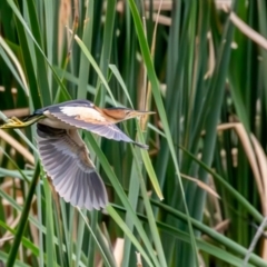 Ixobrychus dubius (Australian Little Bittern) at Jerrabomberra Wetlands - 30 Dec 2023 by rawshorty