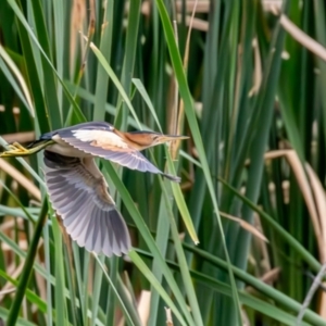 Ixobrychus dubius at Jerrabomberra Wetlands - 31 Dec 2023