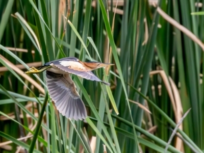 Ixobrychus dubius (Australian Little Bittern) at Jerrabomberra Wetlands - 31 Dec 2023 by rawshorty