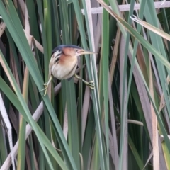 Ixobrychus dubius at Jerrabomberra Wetlands - 31 Dec 2023