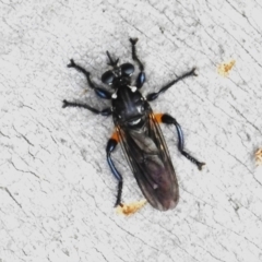 Laphria sp. (genus) (Blue-legged robber fly) at Namadgi National Park - 28 Dec 2023 by JohnBundock