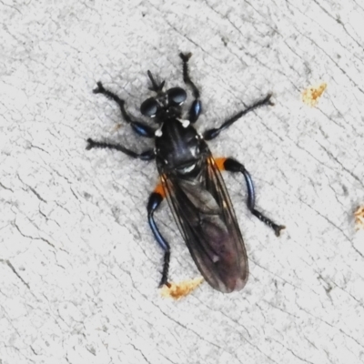 Laphria telecles (A robber-fly) at Namadgi National Park - 28 Dec 2023 by JohnBundock