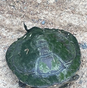 Chelodina longicollis at Mullion, NSW - 28 Dec 2023