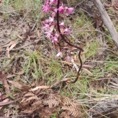 Dipodium roseum (Rosy Hyacinth Orchid) at Tennent, ACT - 28 Dec 2023 by Jo