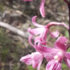 Dipodium roseum at Namadgi National Park - 29 Dec 2023