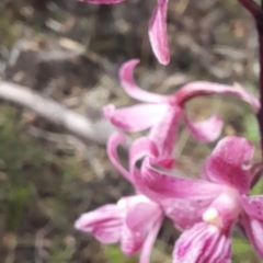 Dipodium roseum at Namadgi National Park - suppressed