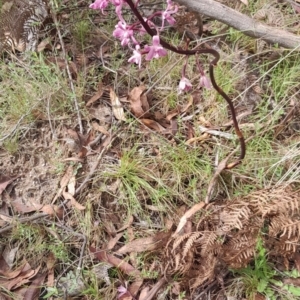 Dipodium roseum at Namadgi National Park - 29 Dec 2023