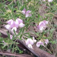 Lotus australis (Austral Trefoil) at Tennent, ACT - 28 Dec 2023 by Jo