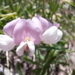 Lotus australis at Namadgi National Park - 28 Dec 2023 02:50 PM