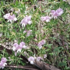 Lotus australis at Namadgi National Park - 28 Dec 2023