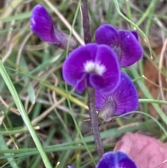 Glycine tabacina (Variable Glycine) at O'Malley, ACT - 22 Nov 2023 by Tapirlord