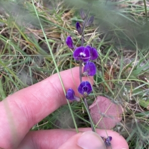 Glycine tabacina at O'Malley, ACT - 22 Nov 2023