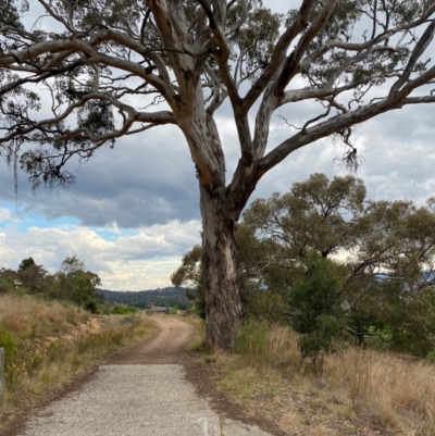 Eucalyptus melliodora (Yellow Box) at Isaacs, ACT - 22 Nov 2023 by Tapirlord