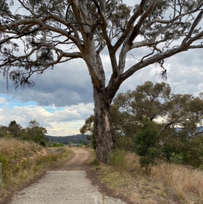 Eucalyptus melliodora (Yellow Box) at Isaacs Ridge and Nearby - 22 Nov 2023 by Tapirlord