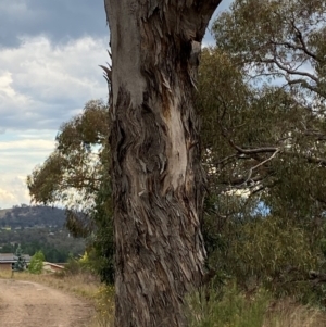 Eucalyptus melliodora at Isaacs Ridge - 22 Nov 2023