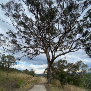 Eucalyptus melliodora at Isaacs Ridge - 22 Nov 2023