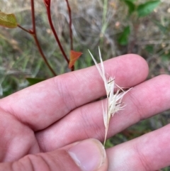 Rytidosperma sp. (Wallaby Grass) at Isaacs, ACT - 22 Nov 2023 by Tapirlord