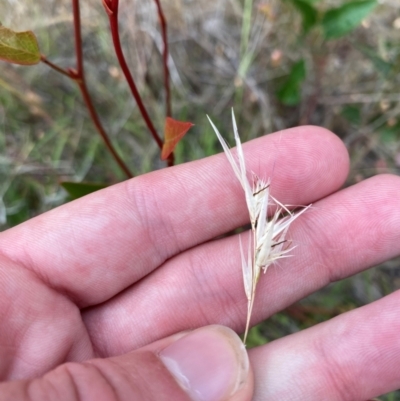 Rytidosperma sp. (Wallaby Grass) at Isaacs Ridge - 22 Nov 2023 by Tapirlord