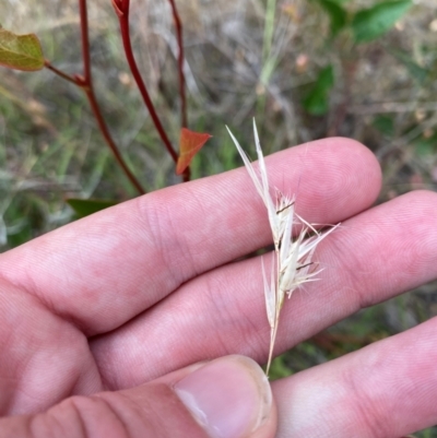 Rytidosperma (genus) (Wallaby Grass) at Isaacs Ridge - 22 Nov 2023 by Tapirlord