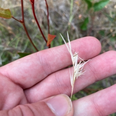 Rytidosperma sp. (Wallaby Grass) at Isaacs, ACT - 22 Nov 2023 by Tapirlord