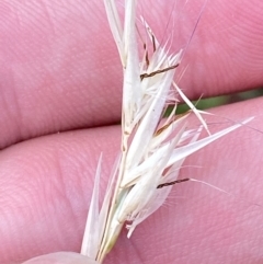 Rytidosperma sp. at Isaacs Ridge and Nearby - 22 Nov 2023