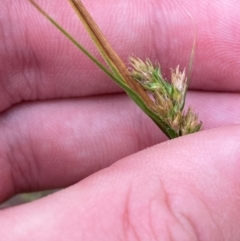 Carex inversa (Knob Sedge) at Isaacs Ridge - 22 Nov 2023 by Tapirlord