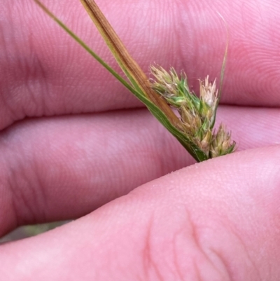 Carex inversa (Knob Sedge) at Isaacs, ACT - 22 Nov 2023 by Tapirlord