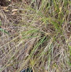 Carex inversa at Isaacs Ridge and Nearby - 22 Nov 2023 05:29 PM