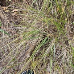Carex inversa at Isaacs Ridge and Nearby - 22 Nov 2023