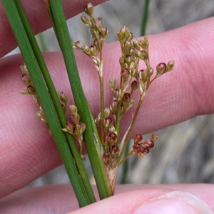 Juncus sarophorus at Isaacs Ridge and Nearby - 22 Nov 2023 05:29 PM