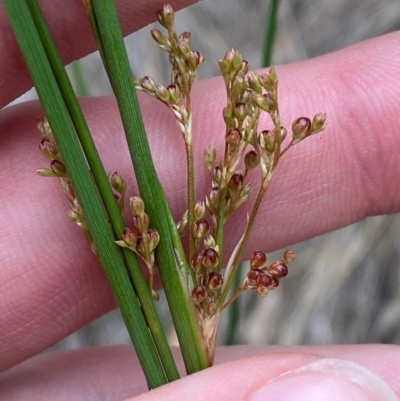 Juncus sarophorus (Broom Rush) at Isaacs, ACT - 22 Nov 2023 by Tapirlord