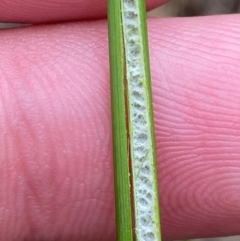 Juncus sarophorus at Isaacs Ridge and Nearby - 22 Nov 2023