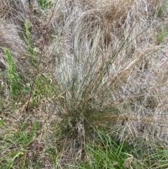 Juncus sarophorus at Isaacs Ridge and Nearby - 22 Nov 2023 05:29 PM