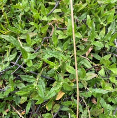 Persicaria prostrata (Creeping Knotweed) at Isaacs Ridge and Nearby - 22 Nov 2023 by Tapirlord