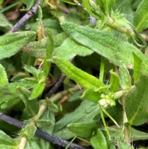 Persicaria prostrata at Isaacs Ridge - 22 Nov 2023 05:27 PM