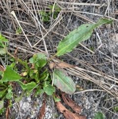 Rumex sp. (A Dock) at Isaacs Ridge and Nearby - 22 Nov 2023 by Tapirlord