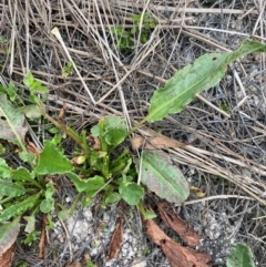 Rumex sp. at Isaacs Ridge - 22 Nov 2023