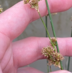 Juncus australis (Australian Rush) at Isaacs Ridge - 22 Nov 2023 by Tapirlord