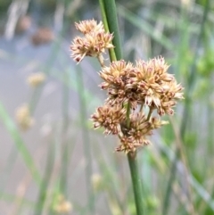 Juncus australis at Isaacs Ridge and Nearby - 22 Nov 2023 05:26 PM