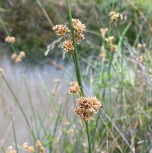 Juncus australis at Isaacs Ridge and Nearby - 22 Nov 2023