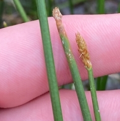 Eleocharis acuta (Common Spike-rush) at Isaacs Ridge - 22 Nov 2023 by Tapirlord