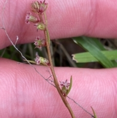 Haloragis heterophylla (Variable Raspwort) at Isaacs Ridge and Nearby - 22 Nov 2023 by Tapirlord