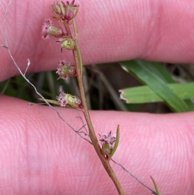 Haloragis heterophylla (Variable Raspwort) at Isaacs Ridge - 22 Nov 2023 by Tapirlord