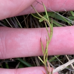 Haloragis heterophylla at Isaacs Ridge and Nearby - 22 Nov 2023