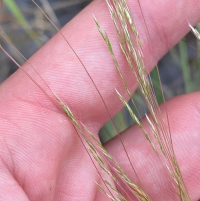 Lachnagrostis filiformis (Blown Grass) at Isaacs Ridge and Nearby - 22 Nov 2023 by Tapirlord