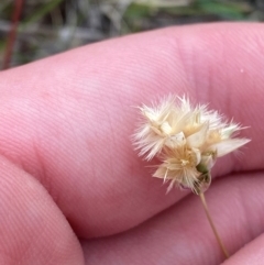 Rytidosperma carphoides (Short Wallaby Grass) at Mount Mugga Mugga - 22 Nov 2023 by Tapirlord