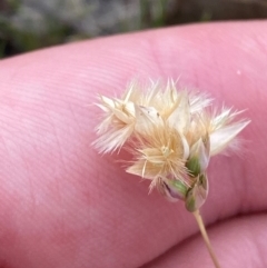 Rytidosperma carphoides at Mount Mugga Mugga - 22 Nov 2023