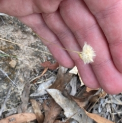 Rytidosperma carphoides at Mount Mugga Mugga - 22 Nov 2023