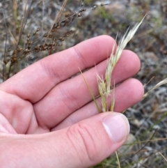 Rytidosperma racemosum var. racemosum (Striped Wallaby Grass) at Isaacs, ACT - 22 Nov 2023 by Tapirlord